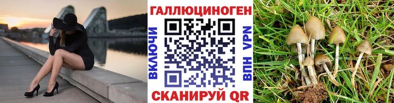 Псилоцибиновые грибы Psilocybe  Короча 